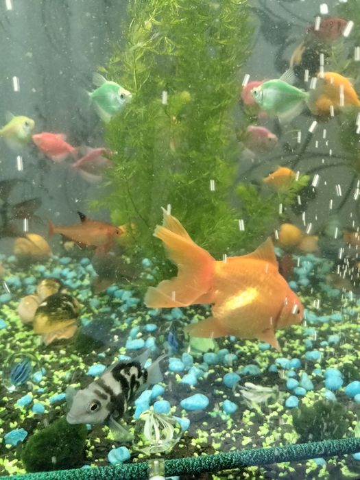 Рибки для акваріума