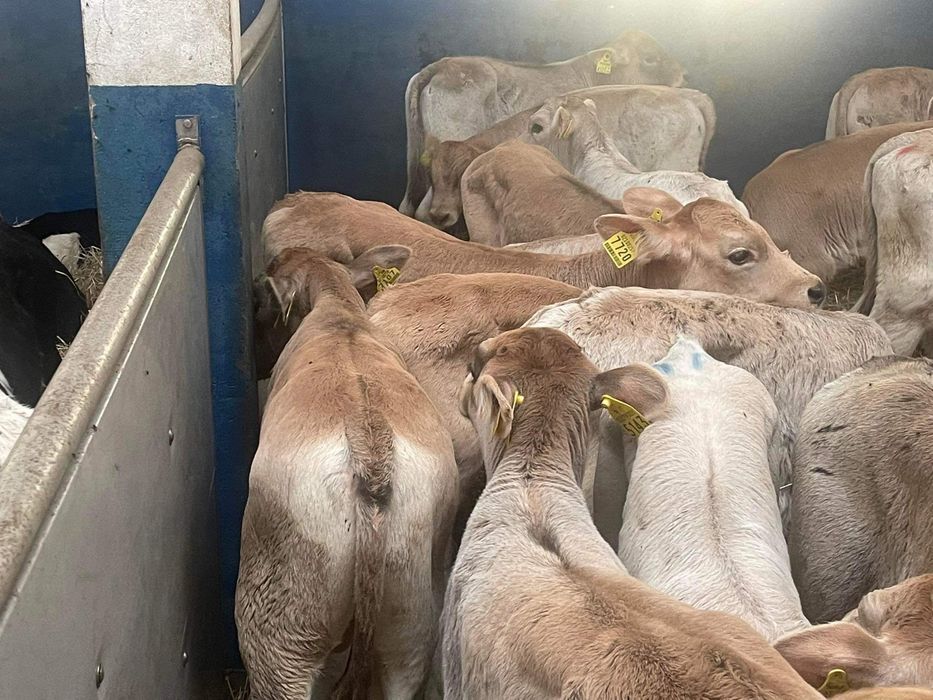 Sprzedam byczki i jałóweczki