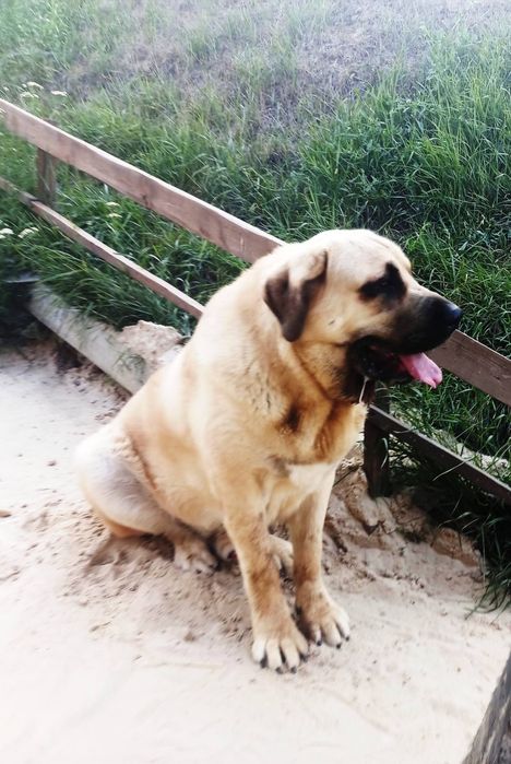 Іспанський Мастиф на вязку