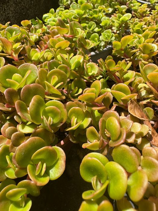 Suculentas, plantas perenes (tapete), várias 1€