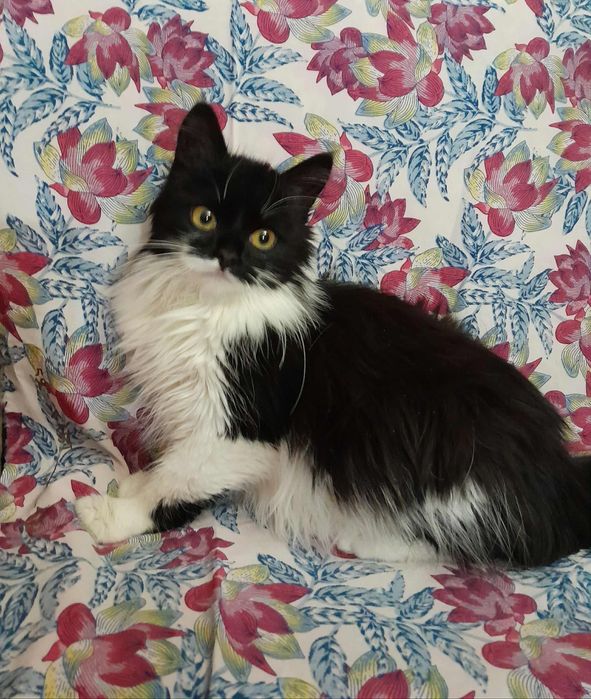 Пушистая котёнок девочка ищет дом! Котята в хорошие руки!