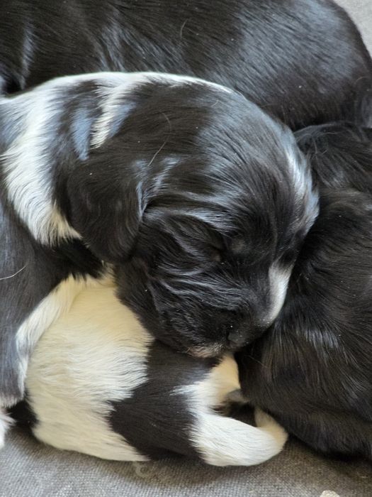 Cocker spaniel angielski
