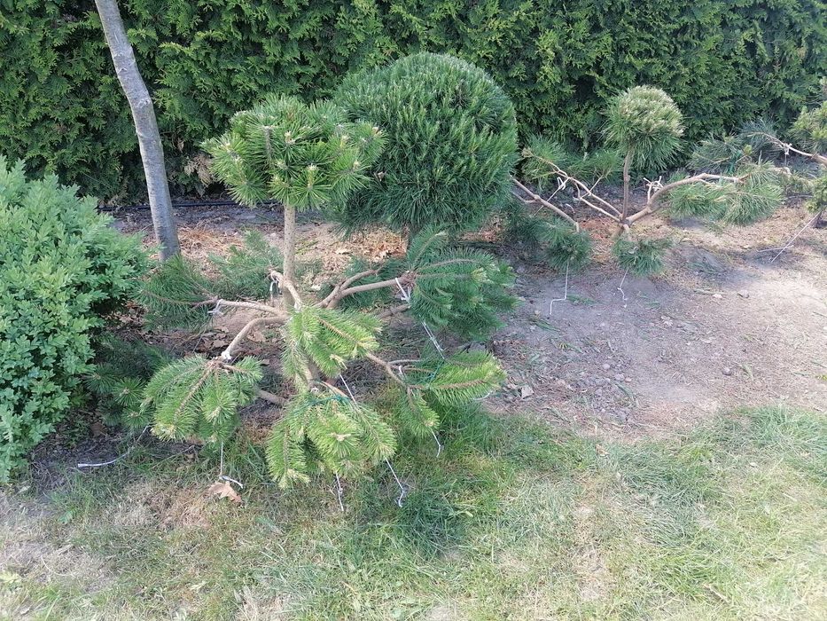 Krzewy - Bonsai.