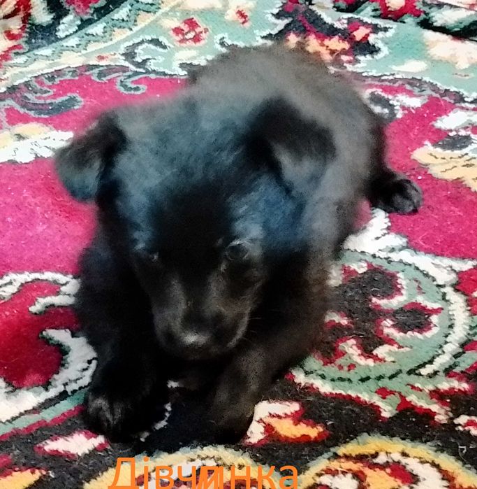 Здорові активні цуценята дівчинки на охорону двору