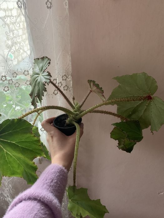 Бегонія королівська