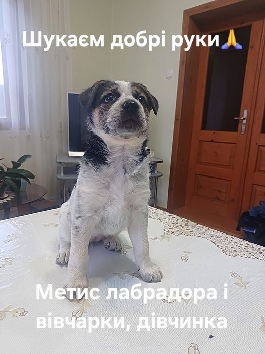 Метиси лабрадора і вівчарки