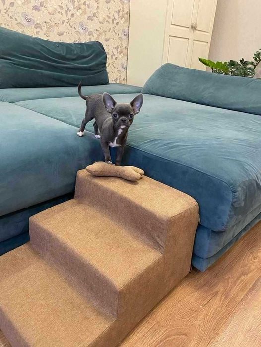 Сходинки для собак / котів