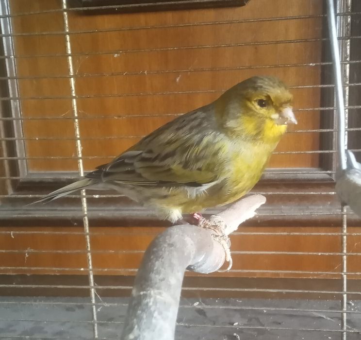 Kanarki Parka - samiec i samica