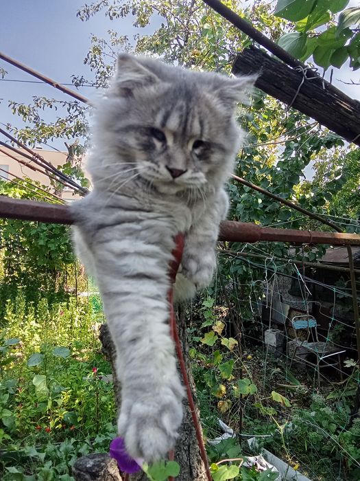 Шотландец кот особенный