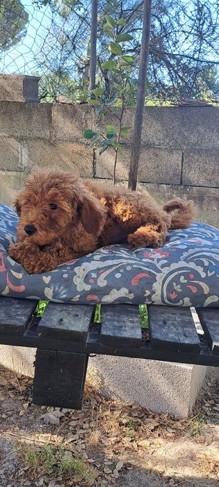 Caniche Miniatura Vermelho