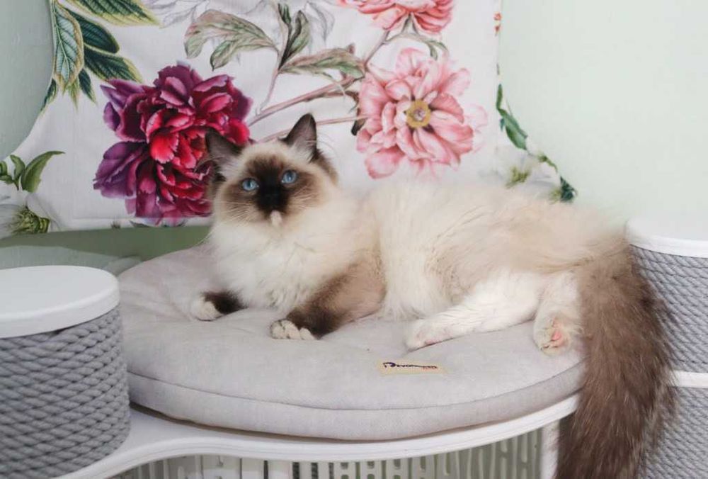 Самий симпатичний та ласкавий хлопчик-Ragdoll//Регдолл