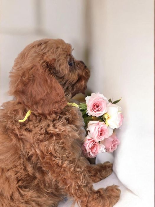 Cavapoo Samiec do odbioru badania genetyczne