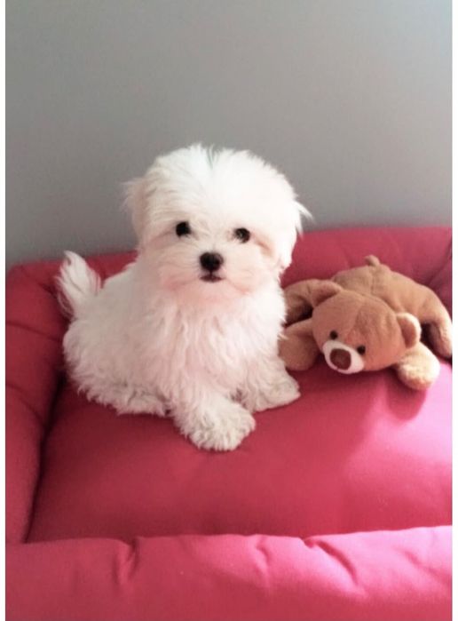 Bichon maltês macho