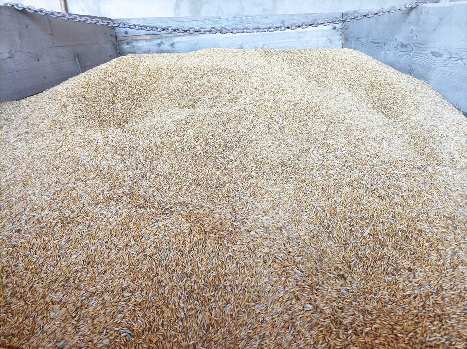 Продам Овес. Є об'єм.Домашній кормовий. Також є насіння вівса