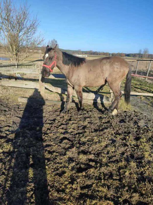 sprzedam dwuletnią klacz, po ogierze śląskim
