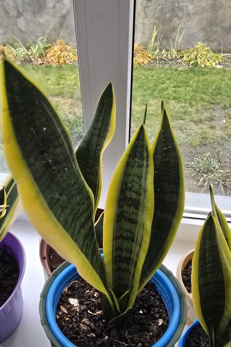 Сансевієрія/Сансев'єрія