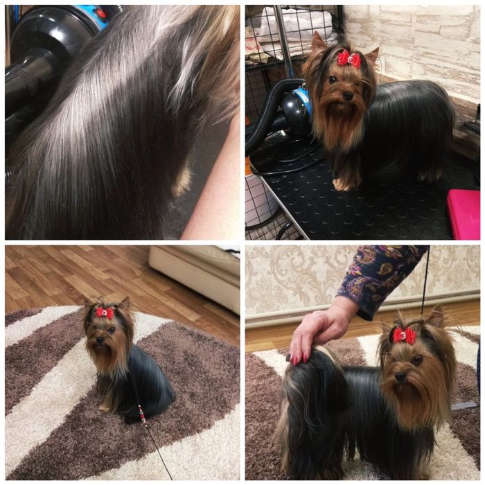 Стрижка(груминг)малых и средних пород собак.В г.Городня. .