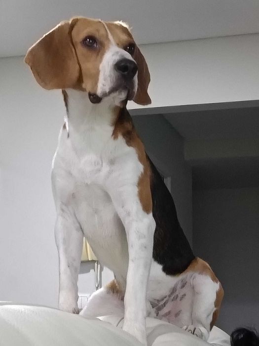 Beagle macho procura namorada
