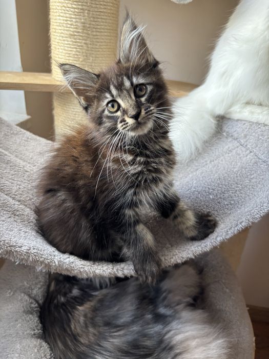 Kotka Maine coon zarezerwowana