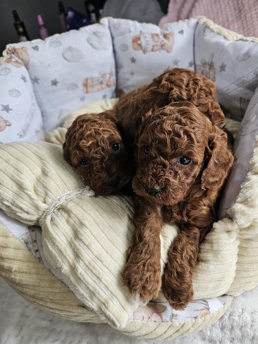 Pudel Toy Red Brown Dziewczynka