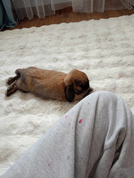 Króliczek mini lop