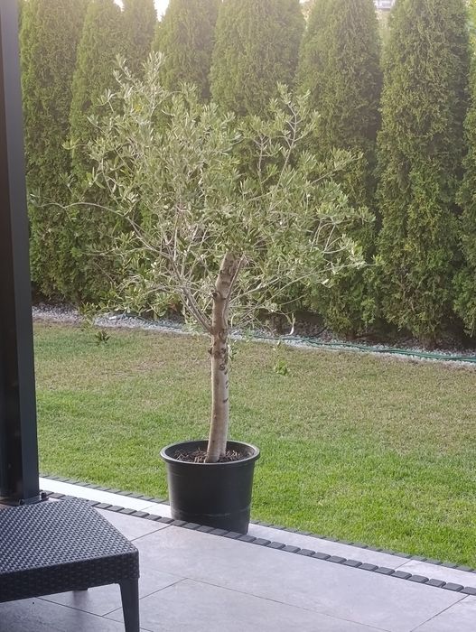 Drzewko oliwne wysokość ok. 170cm