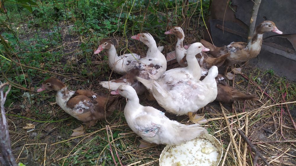 Молодняк индоуток (шипуны) 2025