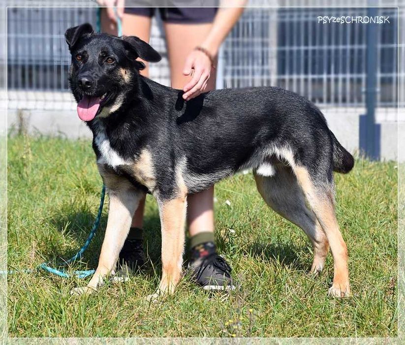 Wspaniały Marco szuka domu