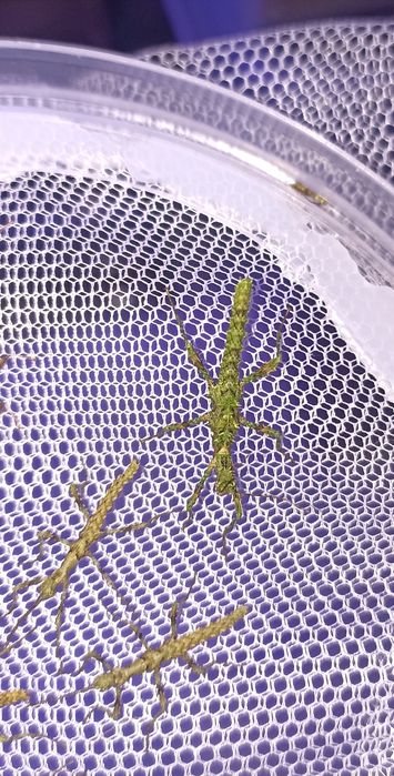 Straszyki Trachyaretaon sp. "North Luzon"