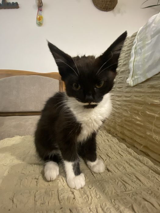 Даю кошеня в добрі руки