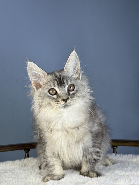 Тикированый мальчик на высоком серебре 3 месяца крупный мейн кун