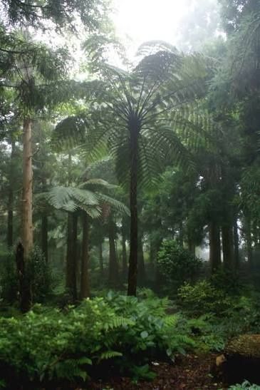 Feto gigante feto arboreo