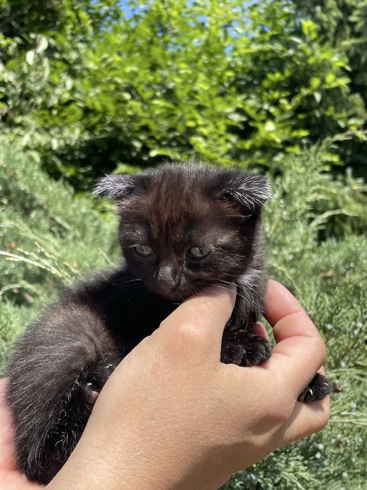 Кошенята віком 2 місяці