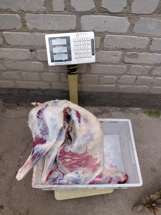 Мясо( без кістки), тушка Баранина, козлятина,  ягнятина . СВІЖЕ!