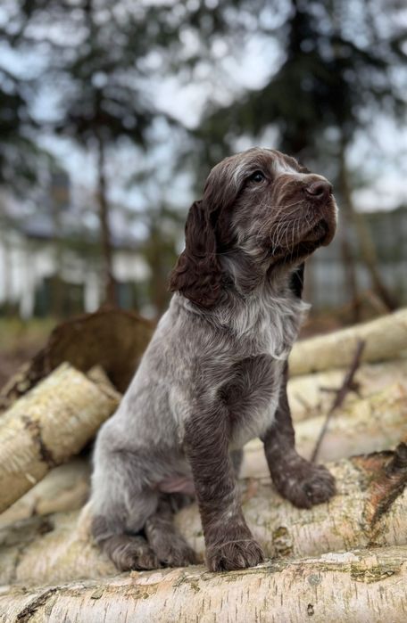 Cocker spaniel angielski Piesek z rodowodem