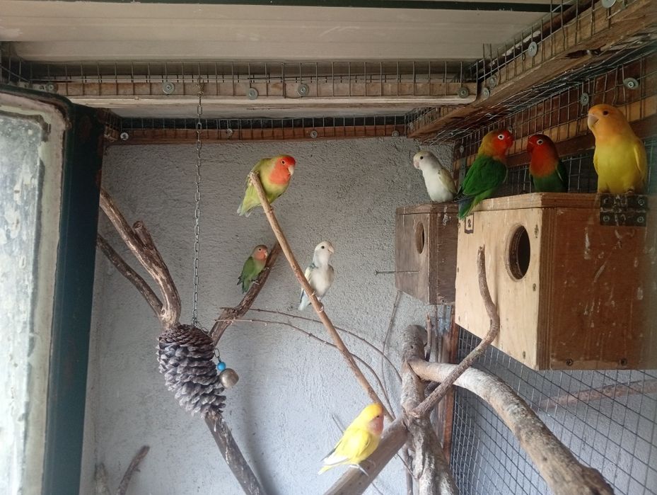 Aves domesticadas e outras...