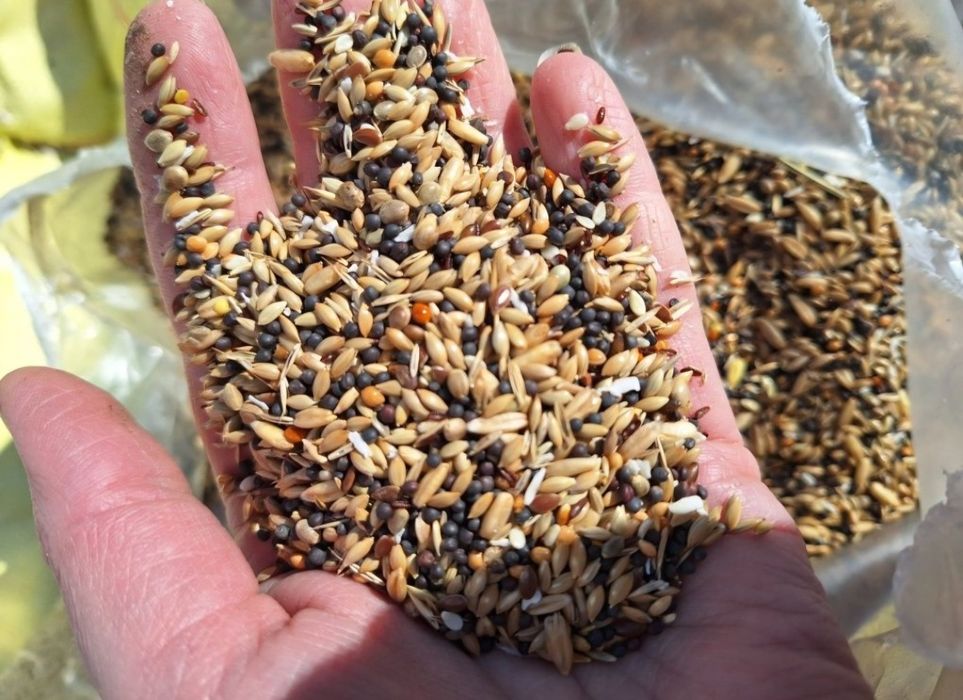 Pokarm dla kanarka, szczygła 16 kg