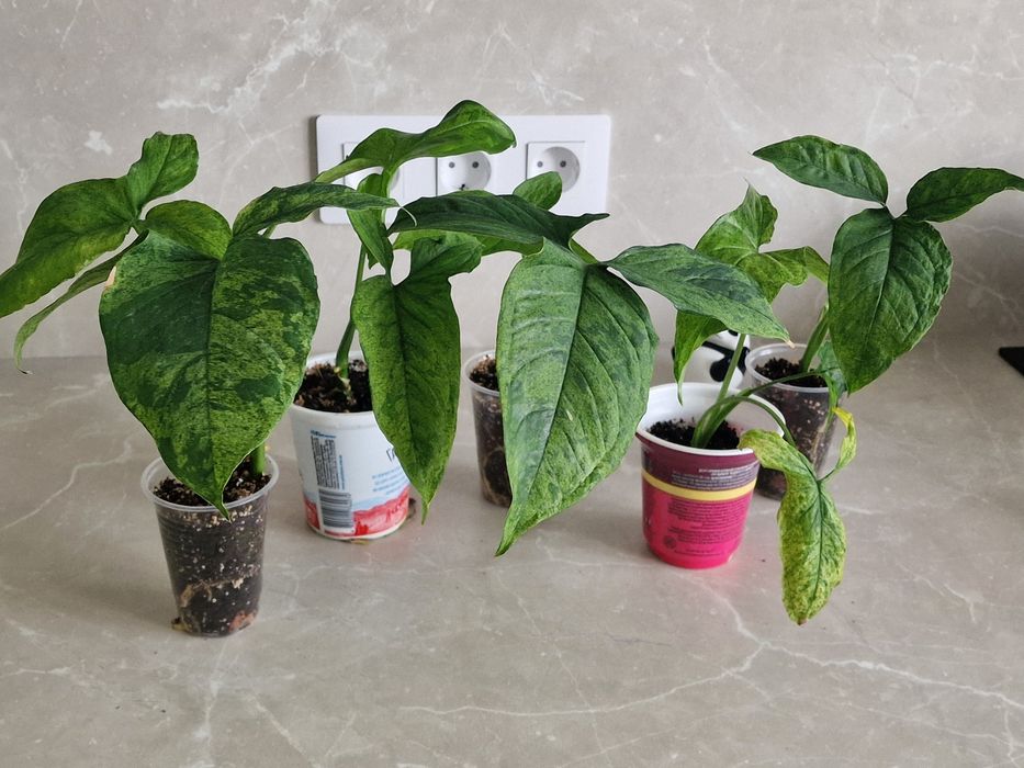 Продам сингониумы