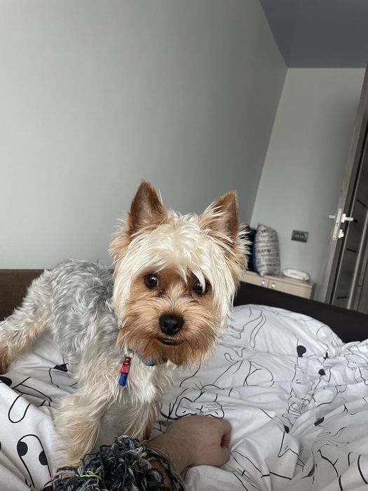 Йорк шукає подругу