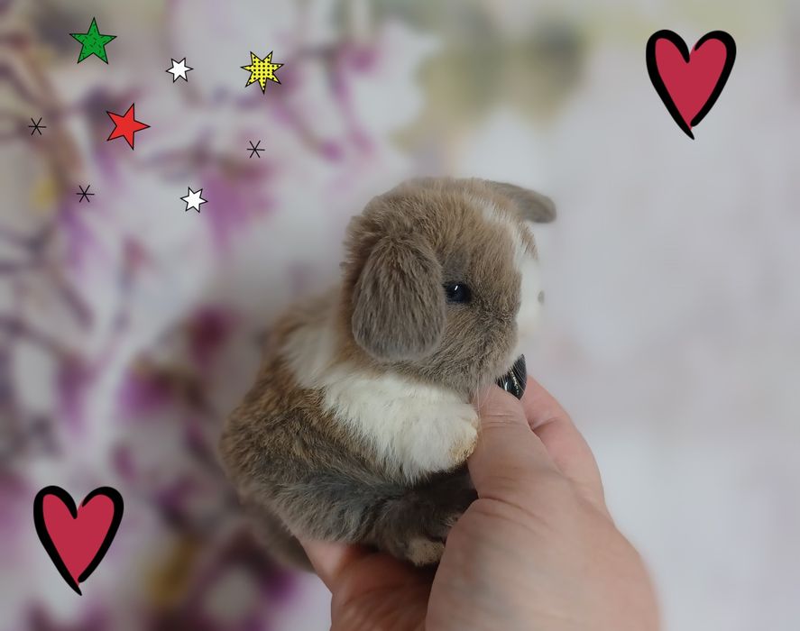 Kroliczki mini lop miniaturka hodowla zarejestrowana