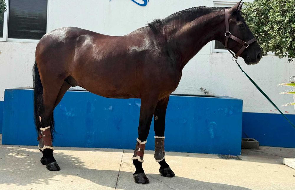Cavalo cruzado Espanhol