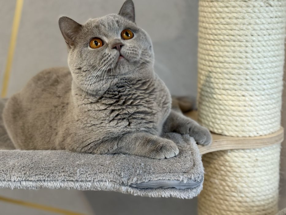 Kotka brytyjska krótkowłosa niebieska – opcja hodowlana