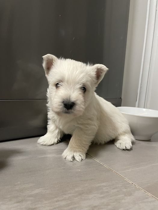 Szczeniaczek West Highland White Terrier