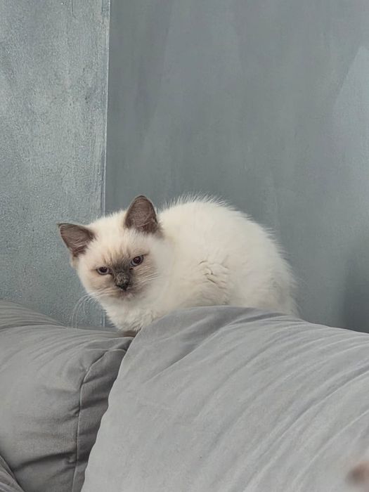 Kotka ragdoll umaszczenie blue bicolor