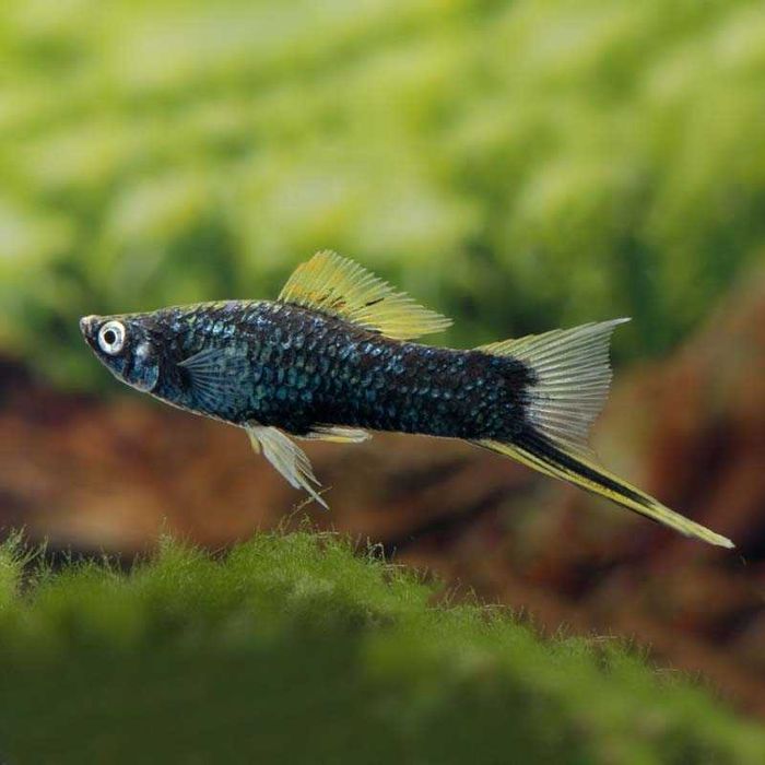 GB Mieczyk Czarny - dowóz ryb!