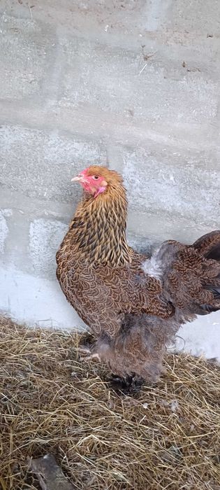 Galinhas brahama perdiz