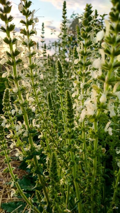 Шалфей австрийский семена, Salvia austriaca, шалфей