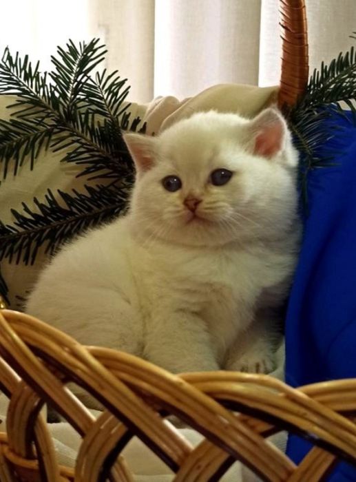 Опытный кот серебристой британской шиншиллы  приглашает