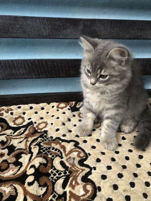 Шотланські котики