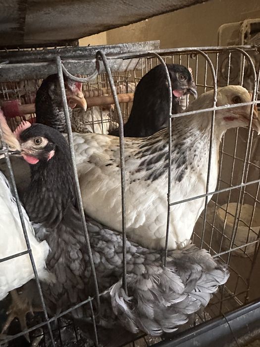 Продам курей породи Чеський Домінант